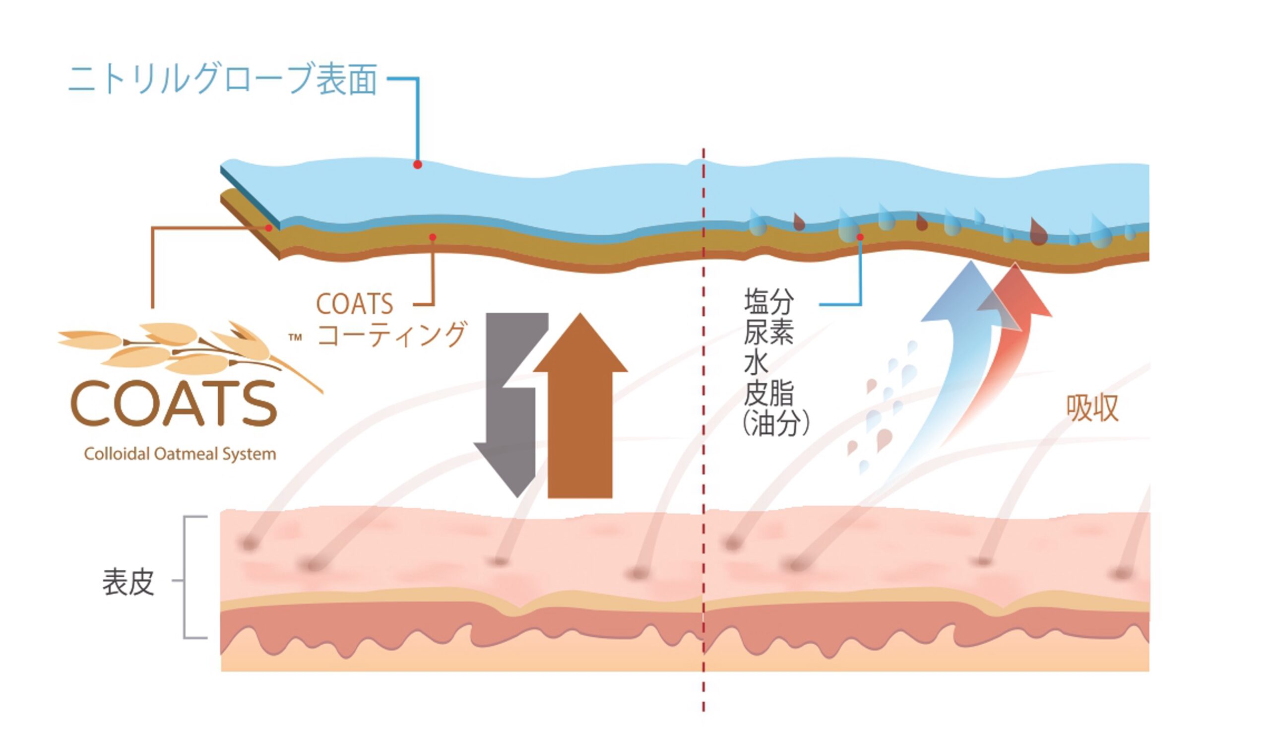 コーツ_説明図